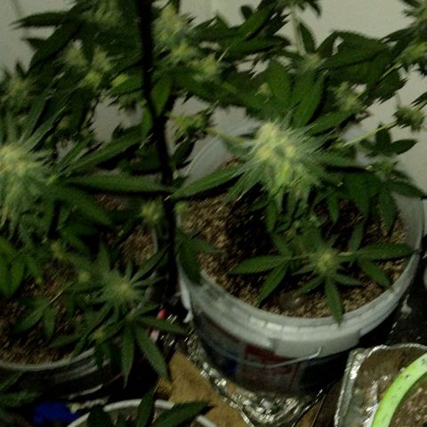 Pineapple Express 2  growlog timeline photo