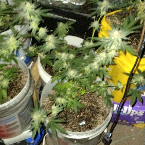 Pineapple Express 2  growlog timeline photo