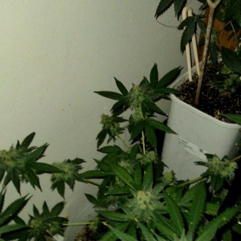 Pineapple Express 2  growlog timeline photo
