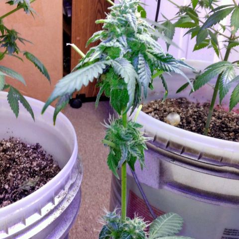 Pineapple Express 2  growlog timeline photo
