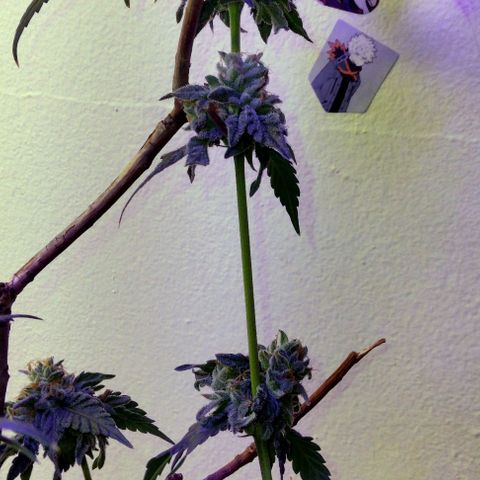 Pineapple Express 2  growlog timeline photo