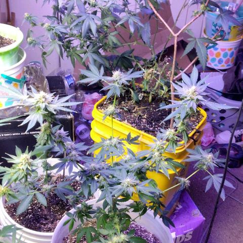 Pineapple Express 2  growlog timeline photo