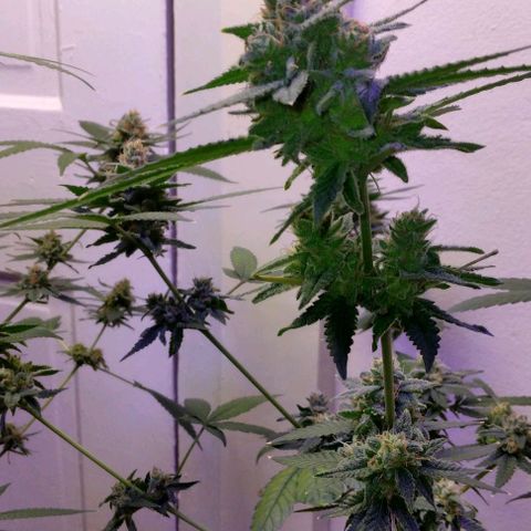 Pineapple Express 2  growlog timeline photo