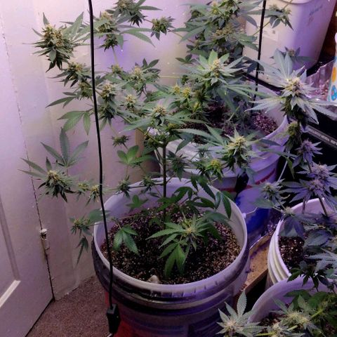 Pineapple Express 2  growlog timeline photo