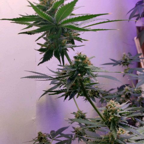 Pineapple Express 2  growlog timeline photo