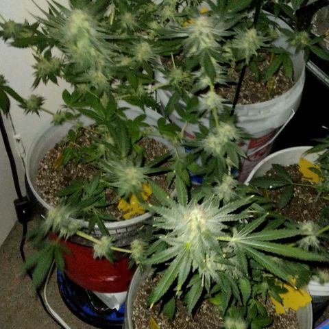 Pineapple Express 2  growlog photo: My babies are looking good 👍😊