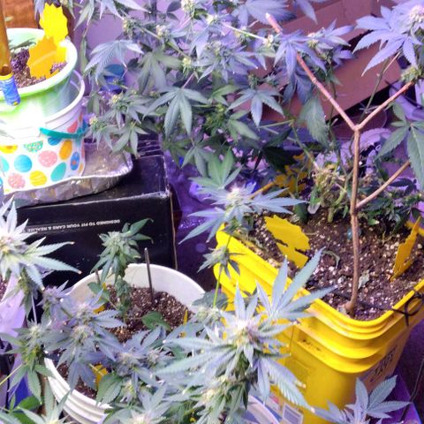 Pineapple Express 2  growlog photo: My babies are looking good 👍😊