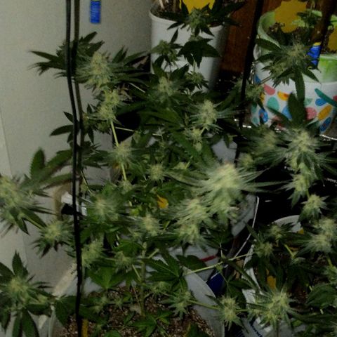 Pineapple Express 2  growlog photo: My babies are looking good 👍😊