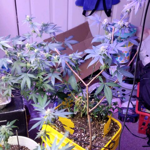 Pineapple Express 2  growlog photo: My babies are looking good 👍😊