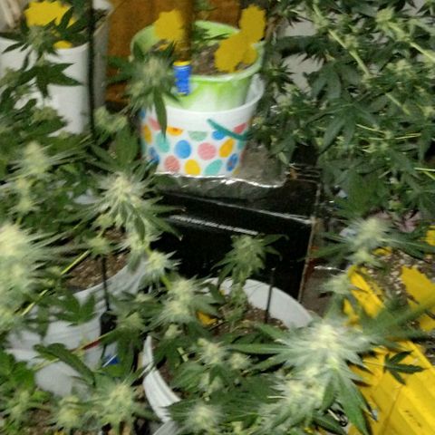 Pineapple Express 2  growlog photo: My babies are looking good 👍😊