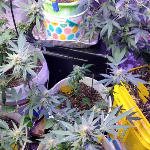 Pineapple Express 2  growlog photo: My babies are looking good 👍😊