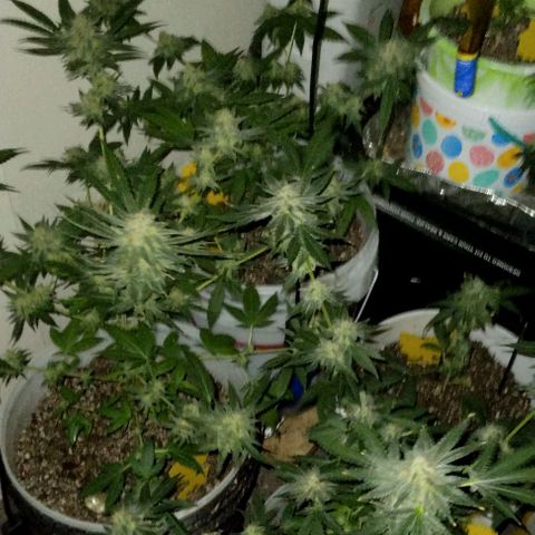 Pineapple Express 2  growlog photo: My babies are looking good 👍😊