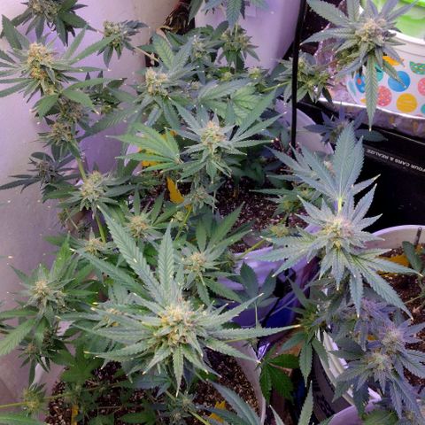Pineapple Express 2  growlog photo: My babies are looking good 👍😊