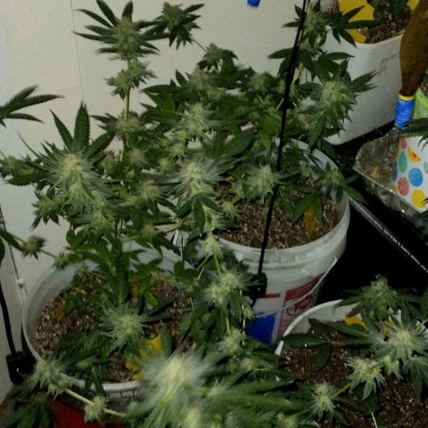 Pineapple Express 2  growlog photo: My babies are looking good 👍😊