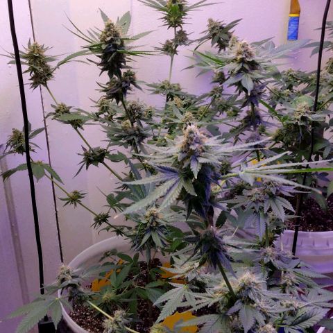Pineapple Express 2  growlog photo: My babies are looking good 👍😊