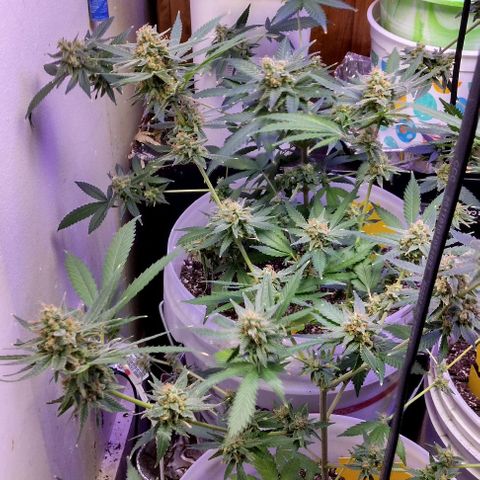 Pineapple Express 2  growlog timeline photo