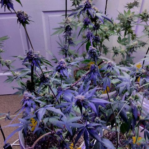 Pineapple Express 2  growlog timeline photo