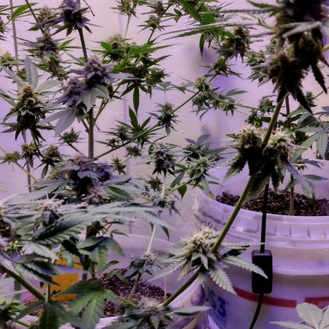 Pineapple Express 2  growlog timeline photo