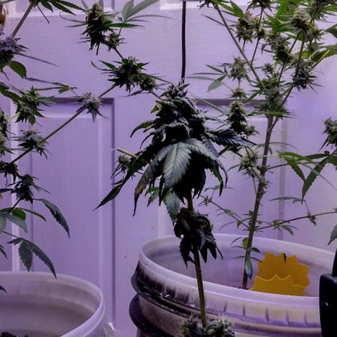 Pineapple Express 2  growlog timeline photo
