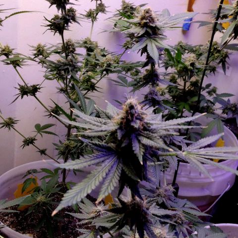 Pineapple Express 2  growlog timeline photo