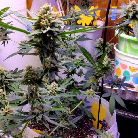 Pineapple Express 2  growlog timeline photo