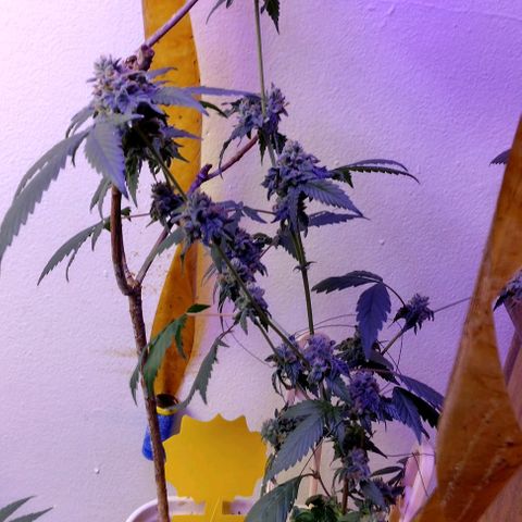 Pineapple Express 2  growlog timeline photo