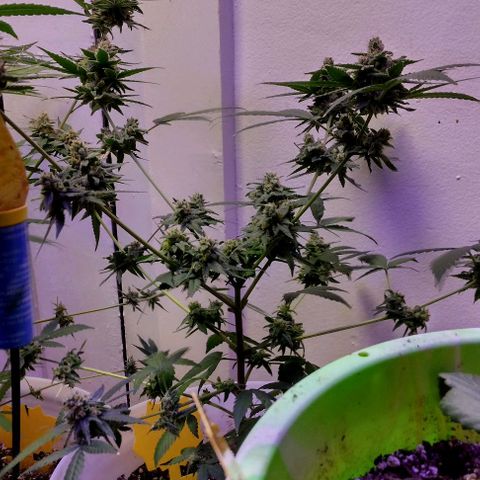 Pineapple Express 2  growlog timeline photo