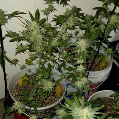 Pineapple Express 2  growlog photo: Almost there I think 2 more weeks and then it's time to cut them down 