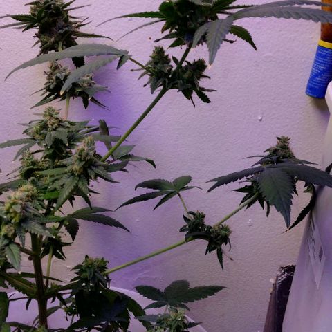 Pineapple Express 2  growlog photo: Almost there I think 2 more weeks and then it's time to cut them down 