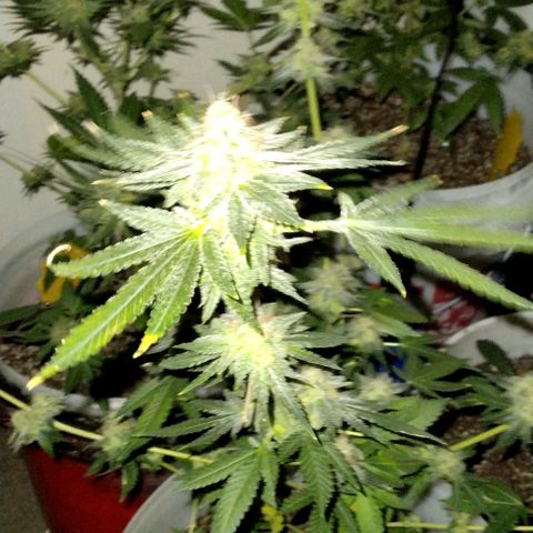 Pineapple Express 2  growlog photo: Almost there I think 2 more weeks and then it's time to cut them down 