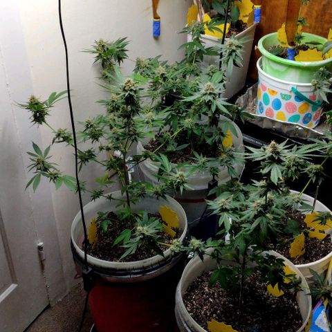 Pineapple Express 2  growlog photo: Almost there I think 2 more weeks and then it's time to cut them down 