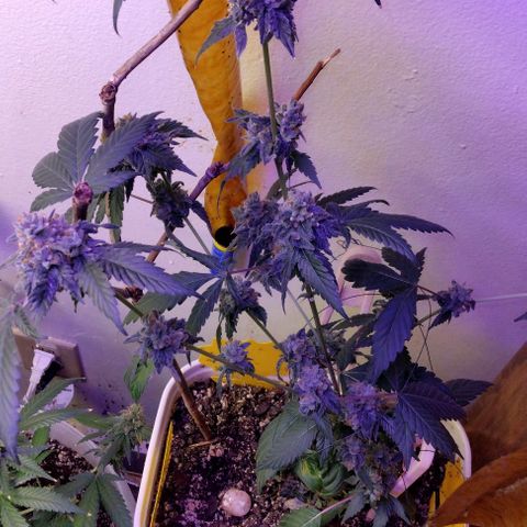 Pineapple Express 2  growlog photo: Almost there I think 2 more weeks and then it's time to cut them down 