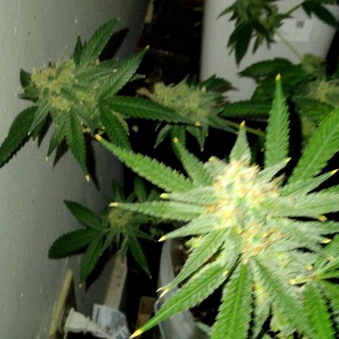 Pineapple Express 2  growlog photo: Almost there I think 2 more weeks and then it's time to cut them down 