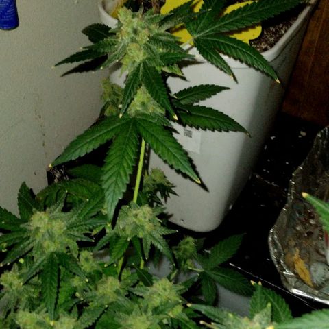 Pineapple Express 2  growlog photo: Almost there I think 2 more weeks and then it's time to cut them down 