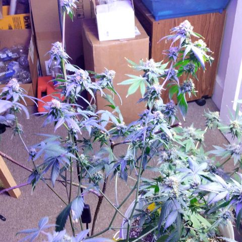 Pineapple Express 2  growlog photo: Almost there I think 2 more weeks and then it's time to cut them down 