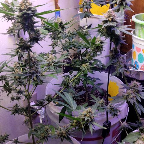 Pineapple Express 2  growlog timeline photo