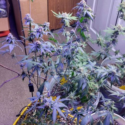 Pineapple Express 2  growlog timeline photo