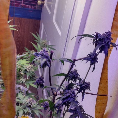 Pineapple Express 2  growlog timeline photo