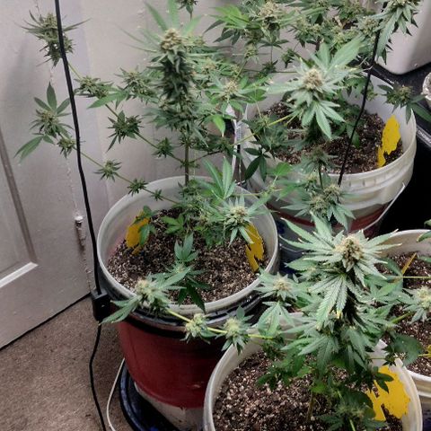Pineapple Express 2  growlog timeline photo