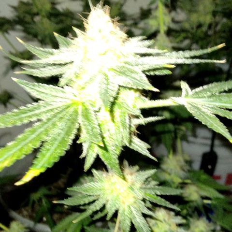 Pineapple Express 2  growlog timeline photo