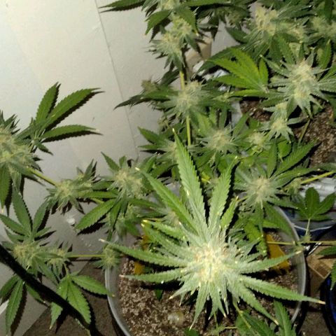 Pineapple Express 2  growlog timeline photo