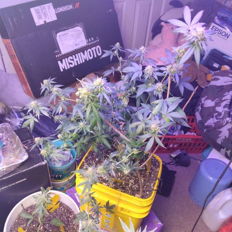 Pineapple Express 2  growlog timeline photo