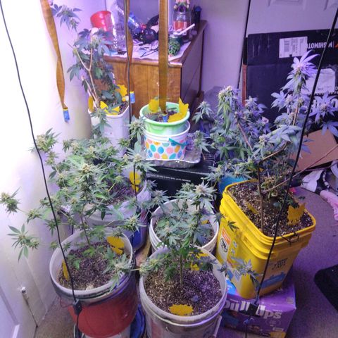 Pineapple Express 2  growlog timeline photo