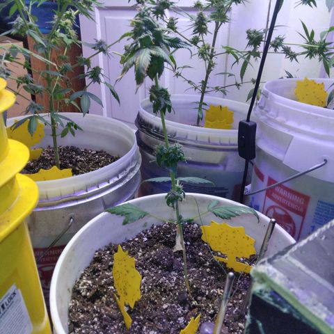 Pineapple Express 2  growlog timeline photo