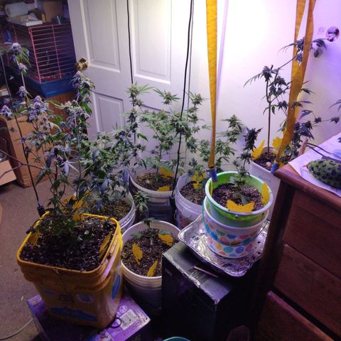 Pineapple Express 2  growlog timeline photo