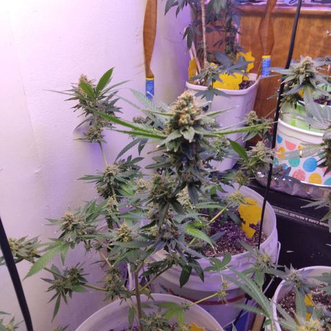 Pineapple Express 2  growlog timeline photo