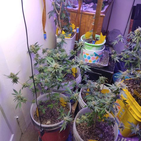 Pineapple Express 2  growlog timeline photo