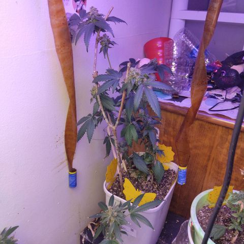 Pineapple Express 2  growlog timeline photo