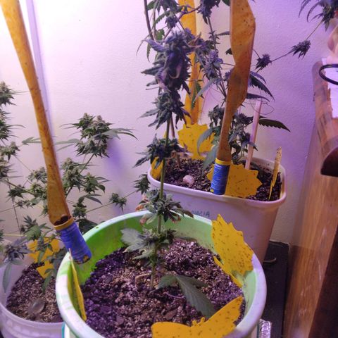 Pineapple Express 2  growlog timeline photo