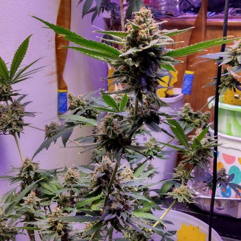 Pineapple Express 2  growlog timeline photo